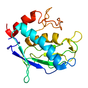 mmp20 | recombinant proteins offer
