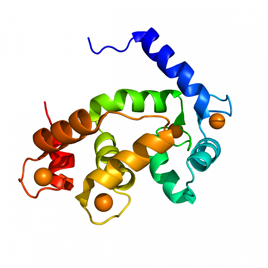 Система кальций кальмодулин. Кальций кальмодулин биохимия. Кальмодулин-зависимые протеинкиназы. Кальций связывающий белок. Кальций кальмодулин биохимия.