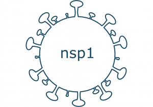 nsp1 protein sars-cov-2