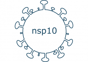 nsp10 protein sars-cov-2