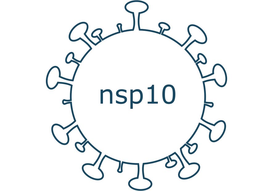 nsp10 protein sars-cov-2