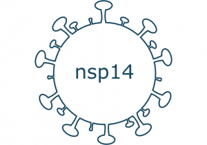 nsp14 protein sars-cov-2