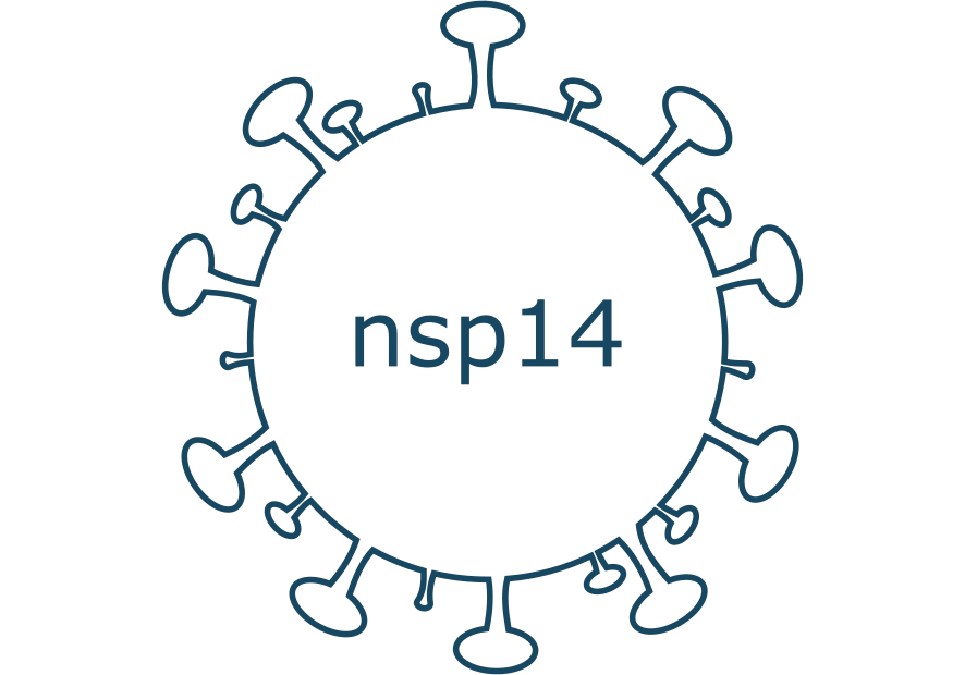 nsp14 protein sars-cov-2