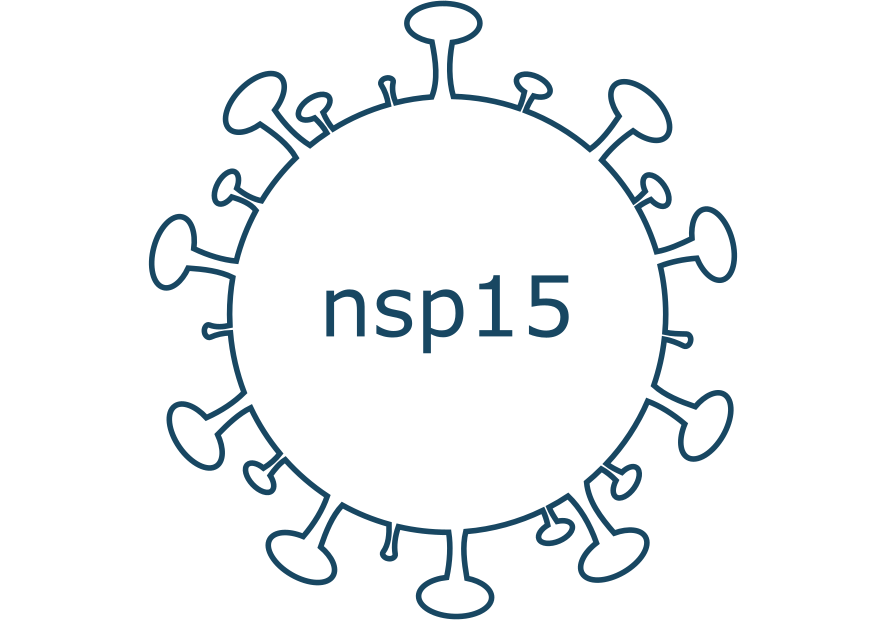 nsp15 protein sars-cov-2