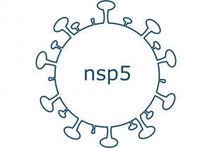 nsp5 protein sars-cov-2