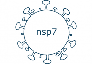 nsp7 protein sars-cov-2