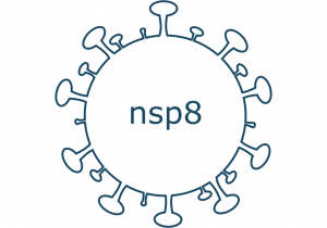nsp8 protein sars-cov-2