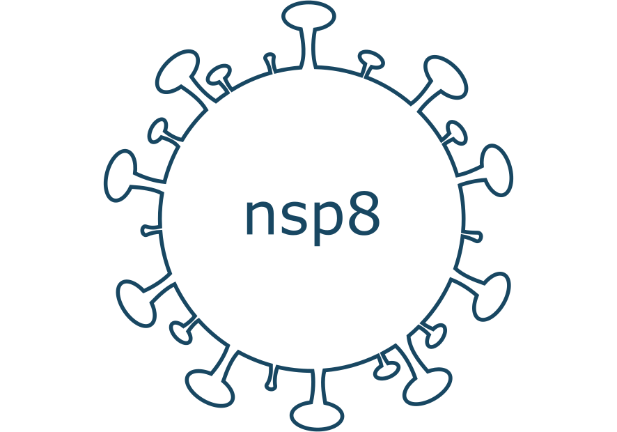 nsp8 protein sars-cov-2