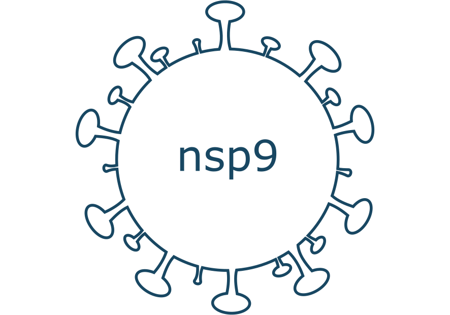 nsp9 protein sars-cov-2